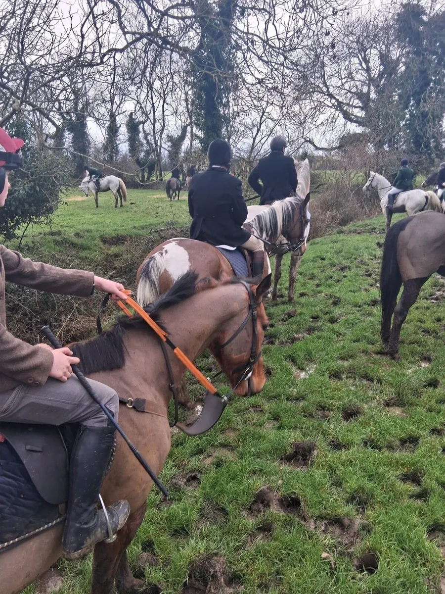 All Rounder/hunter - Image 2