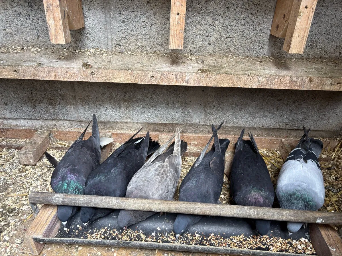 Turkish Pigeons’s - Image 4