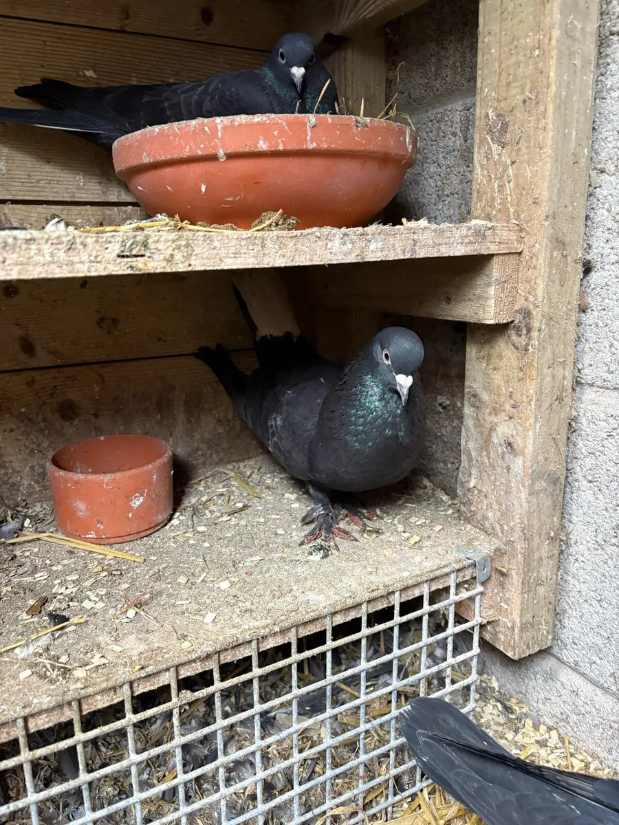 Turkish Pigeons’s - Image 2
