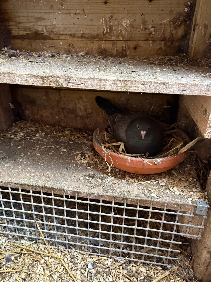 Turkish Pigeons’s - Image 3