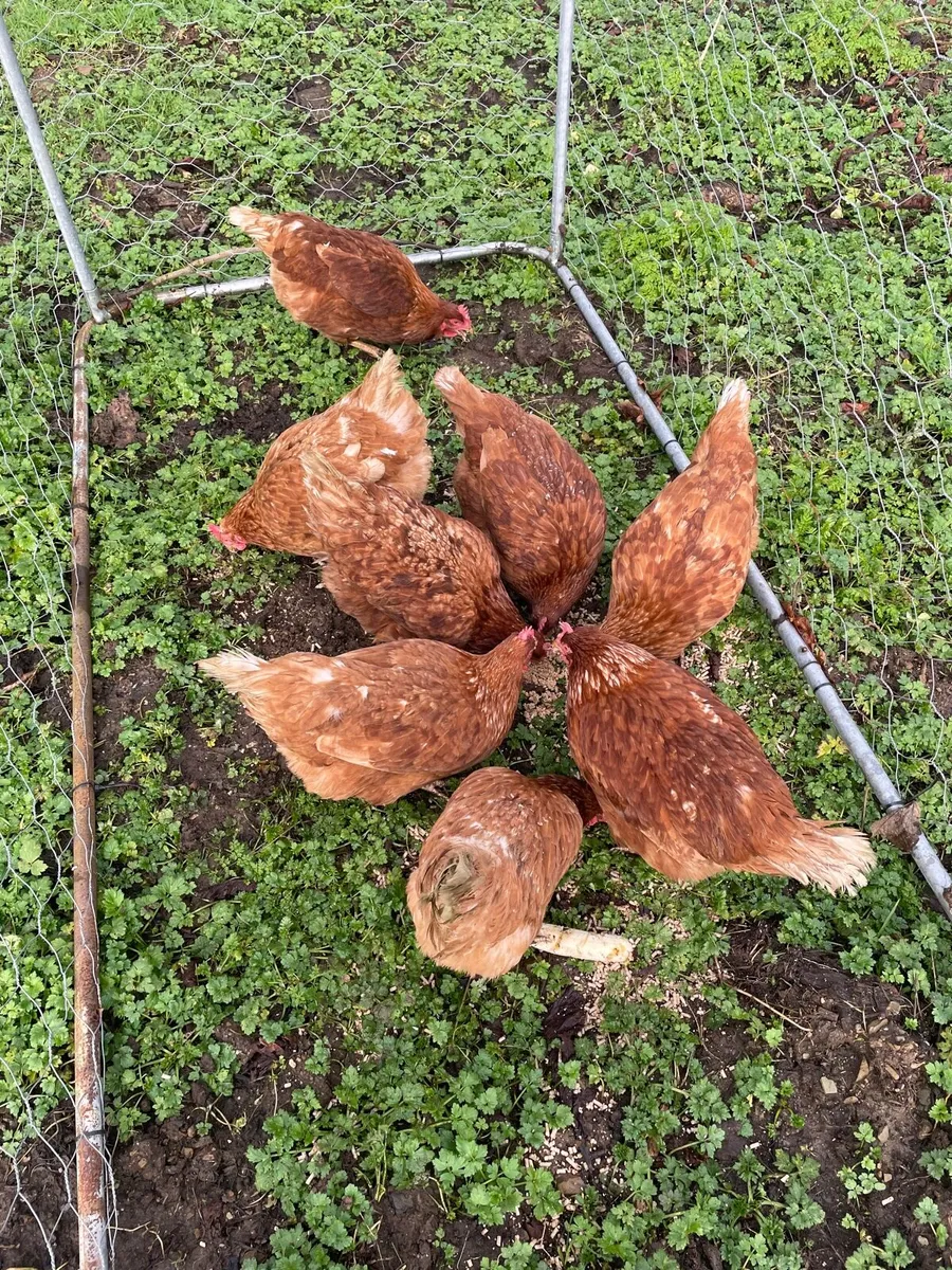 Laying hens - Image 1