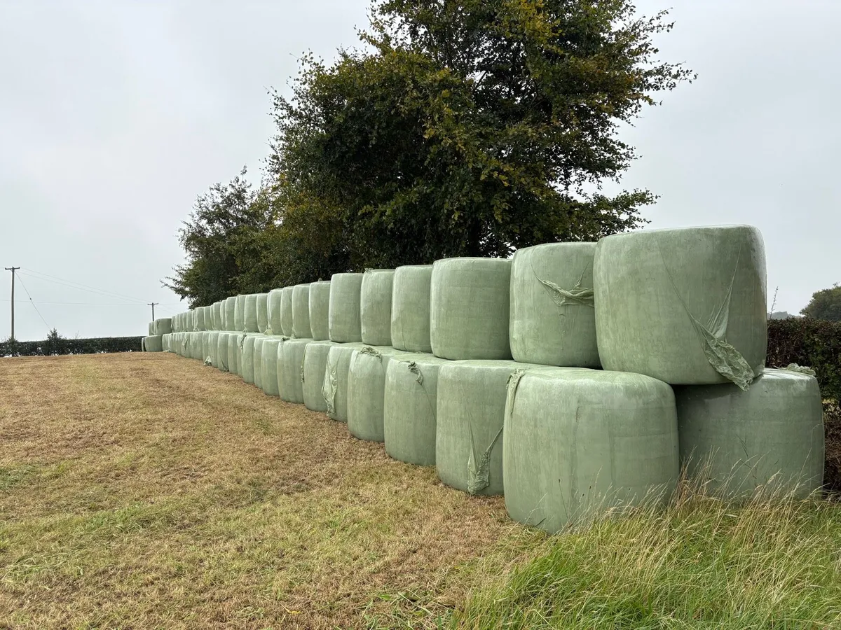 Silage Bales for sale