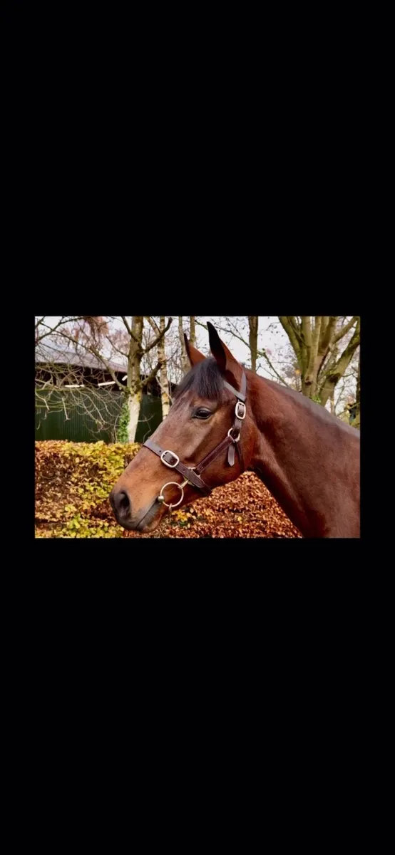 Lawman mare. Bred 2 winners - Image 1