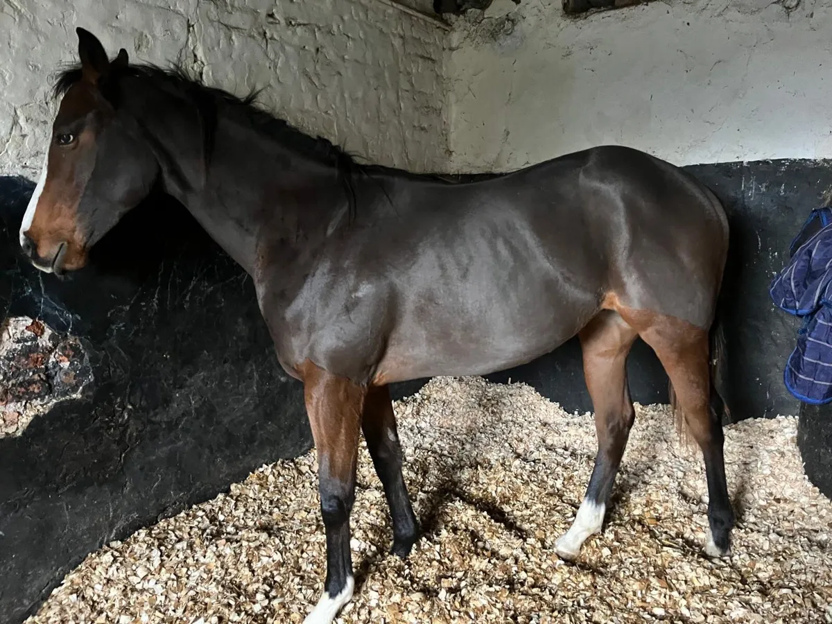 Lawman mare. Bred 2 winners - Image 4