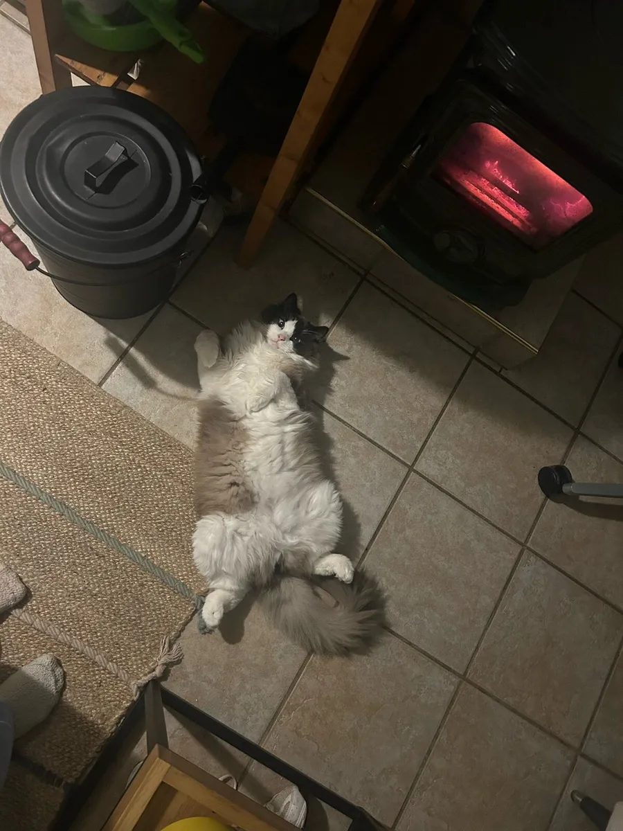 Rag doll 1 year old - Image 2