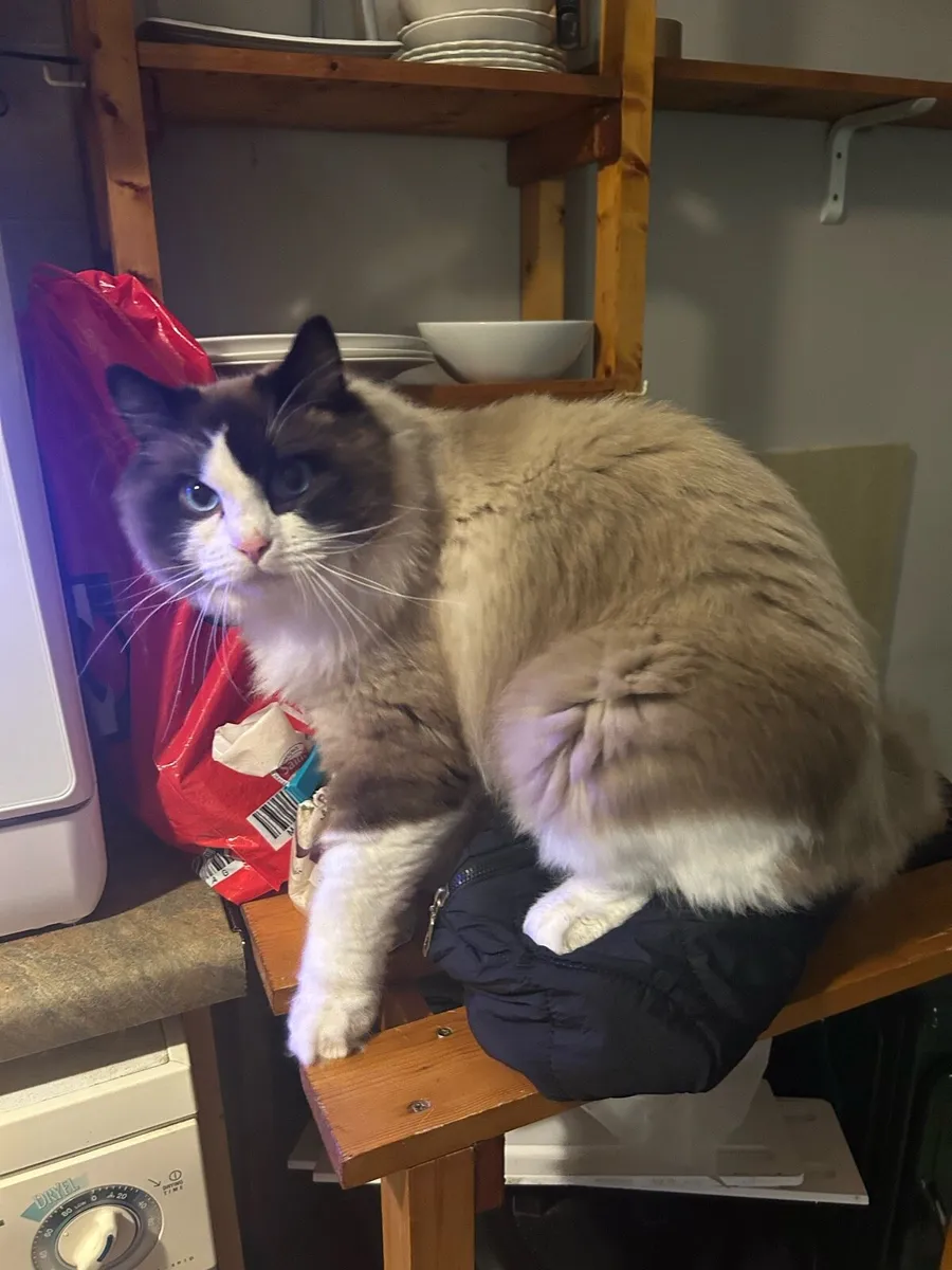 Rag doll 1 year old - Image 4