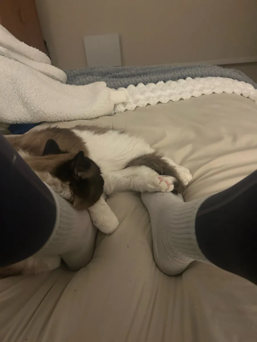 Rag doll 1 year old - Image 1