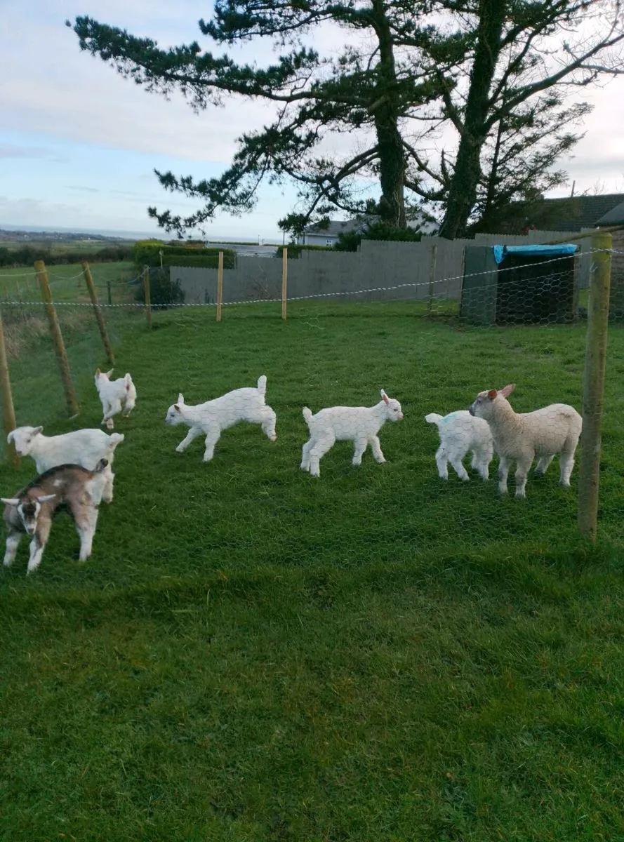 Kidd goats - Image 3