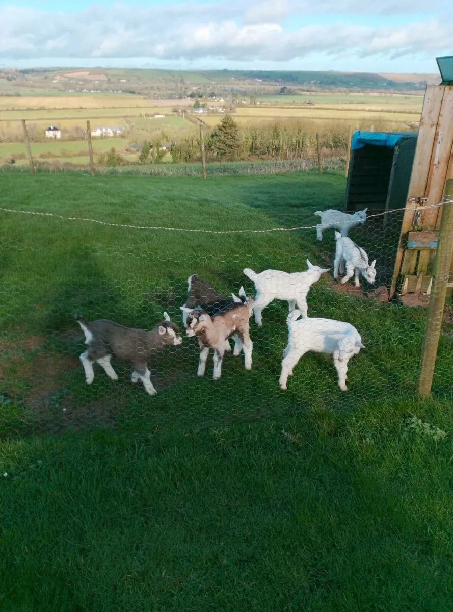 Kidd goats - Image 1