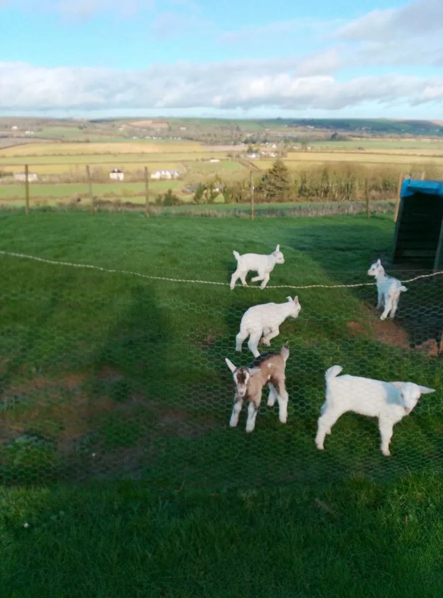 Kidd goats - Image 2