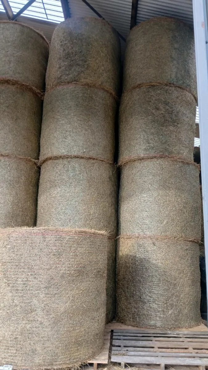 Hay - Image 2