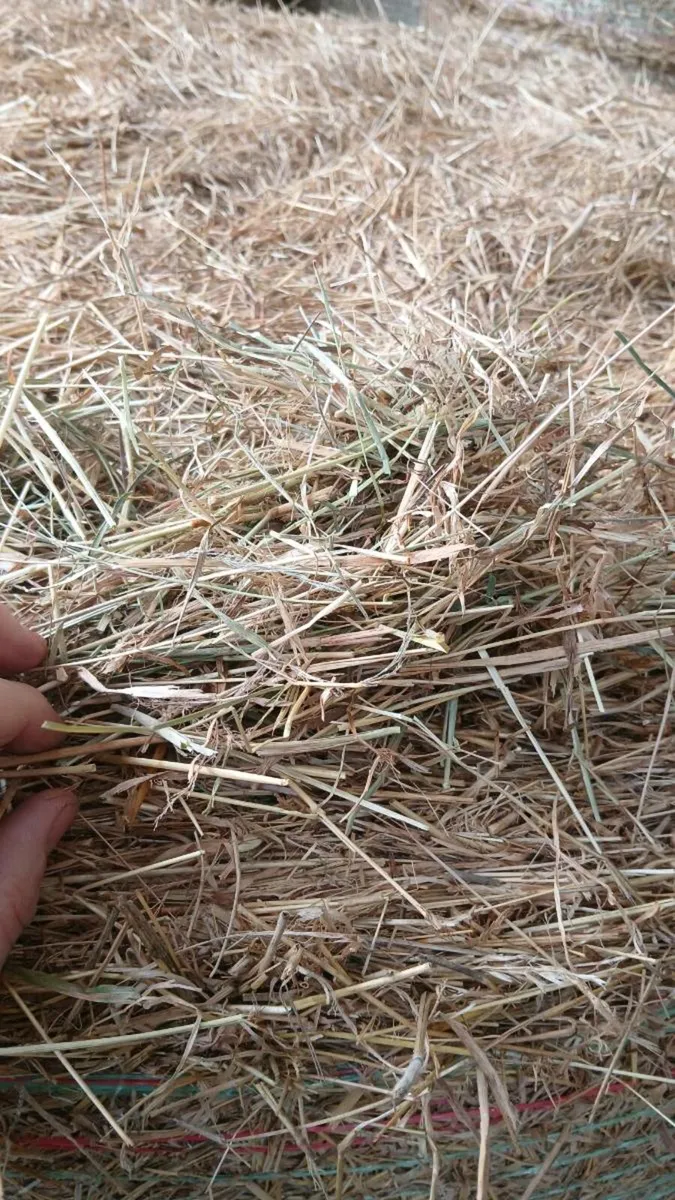 Hay - Image 3
