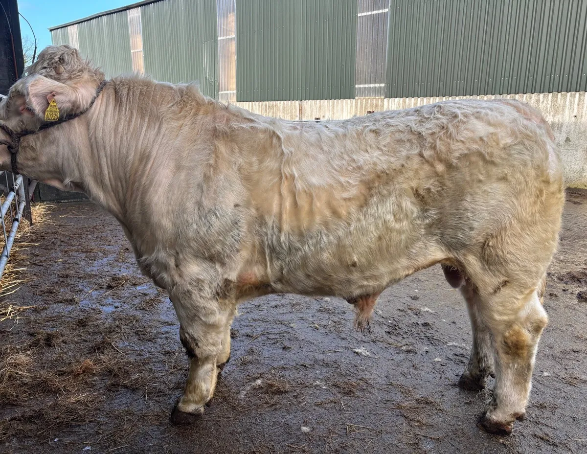 Pedigree Charolais Bull - Image 2