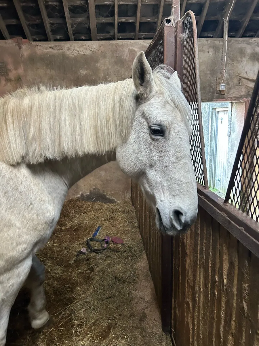 Brood mare for sale - Image 1
