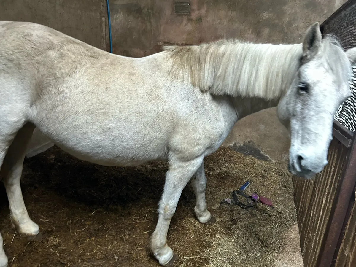 Brood mare for sale - Image 2