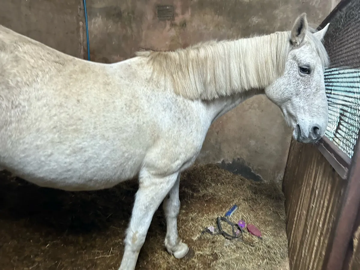 Brood mare for sale - Image 3