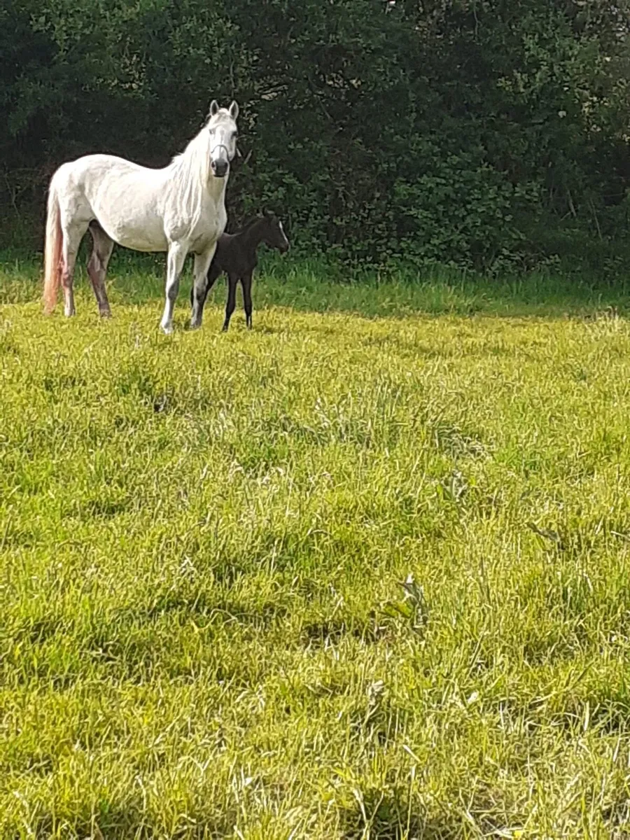 Brood mare for sale - Image 4