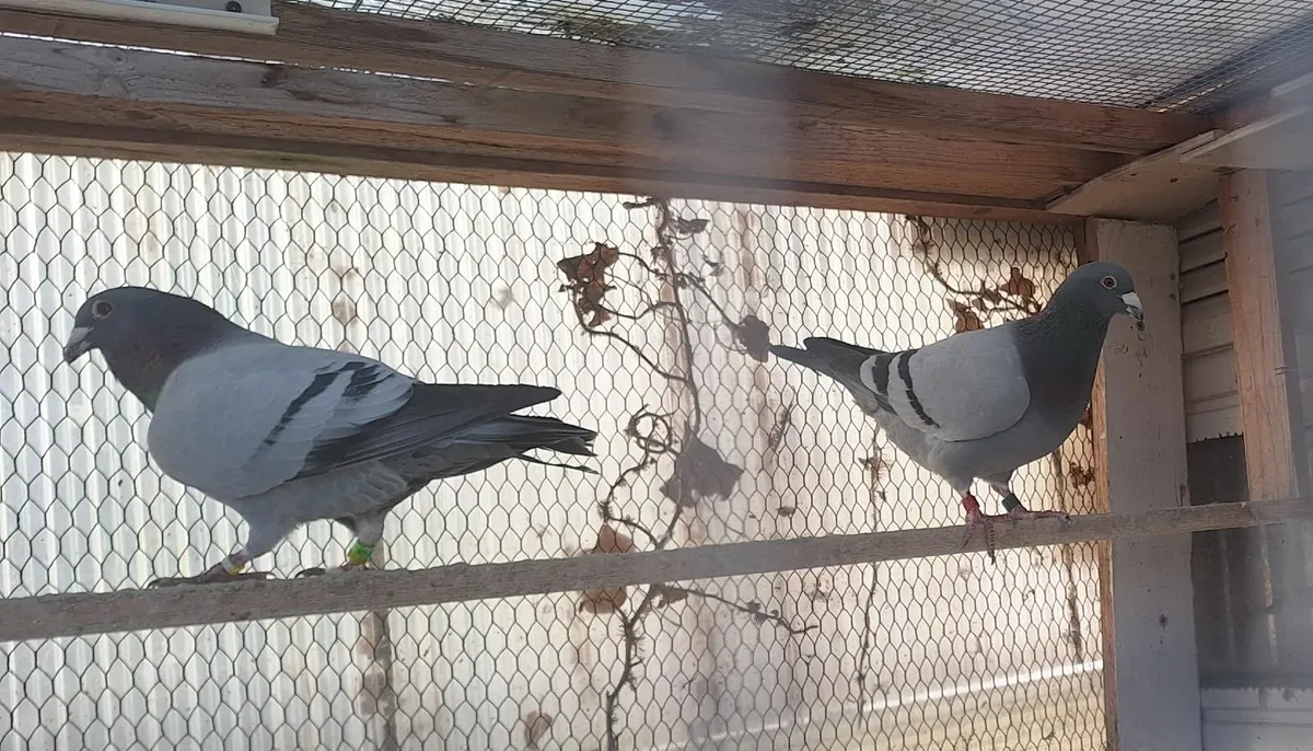 Racing Pigeons - Image 2