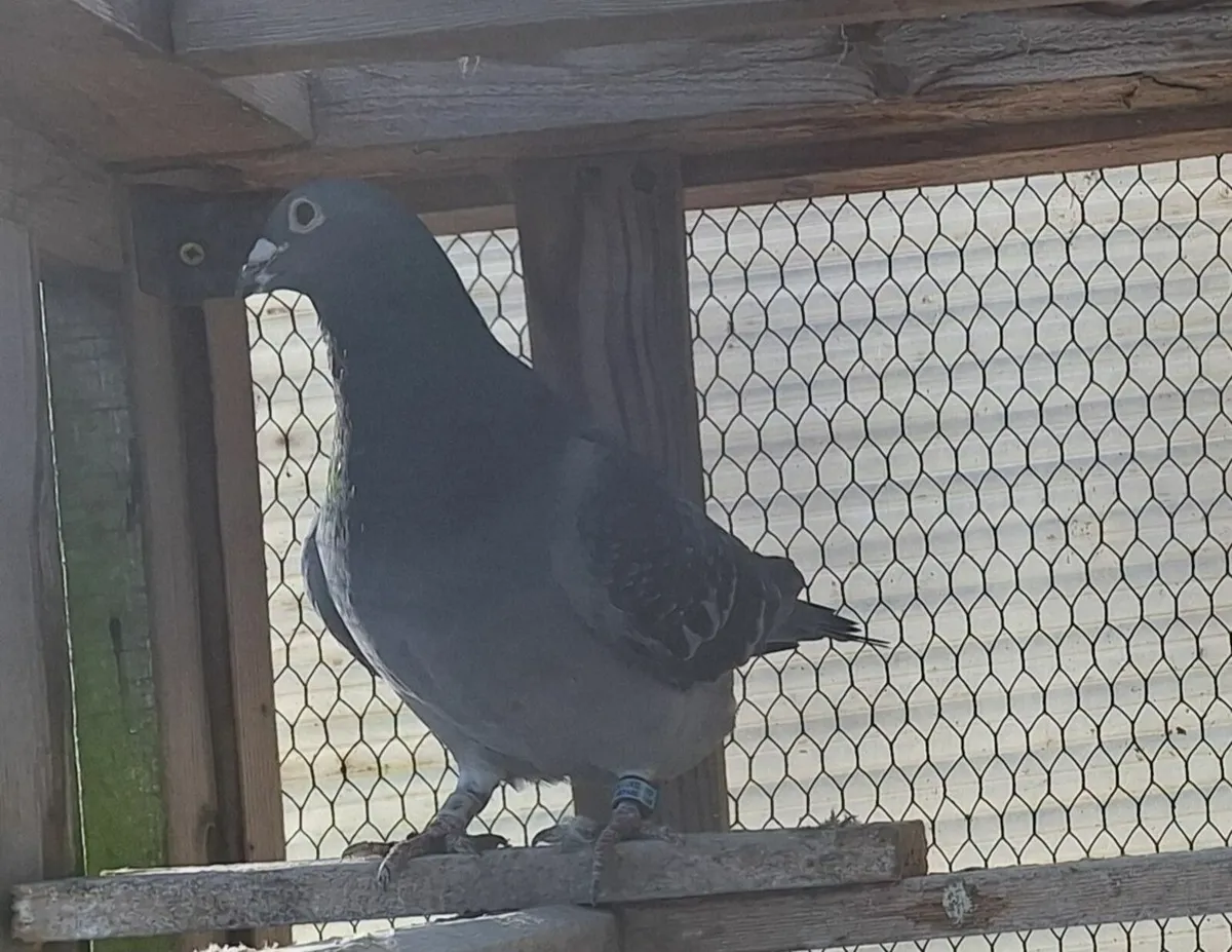 Racing Pigeons - Image 3