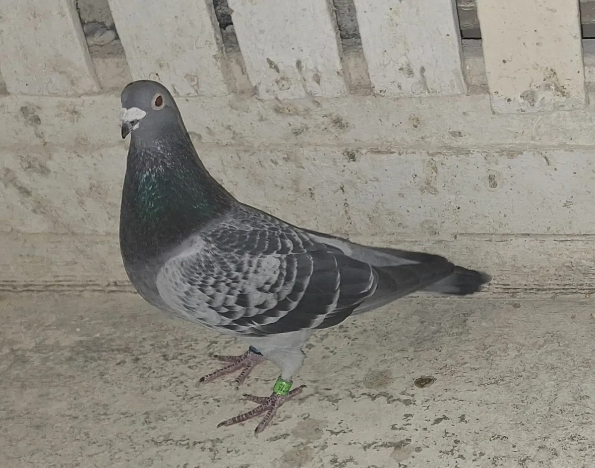 Racing Pigeons - Image 4