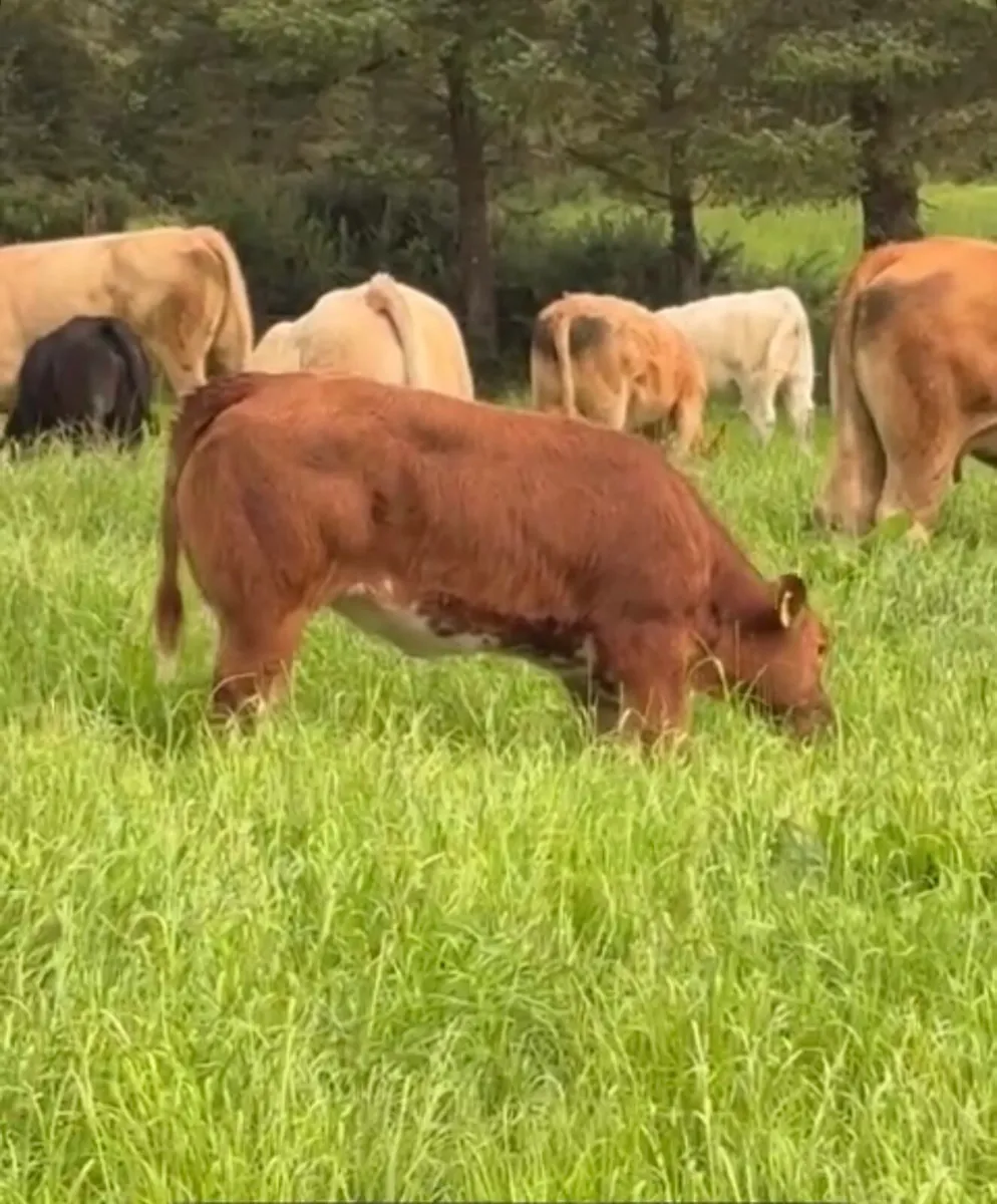 BBX Heifer - LOT 122N - Image 2