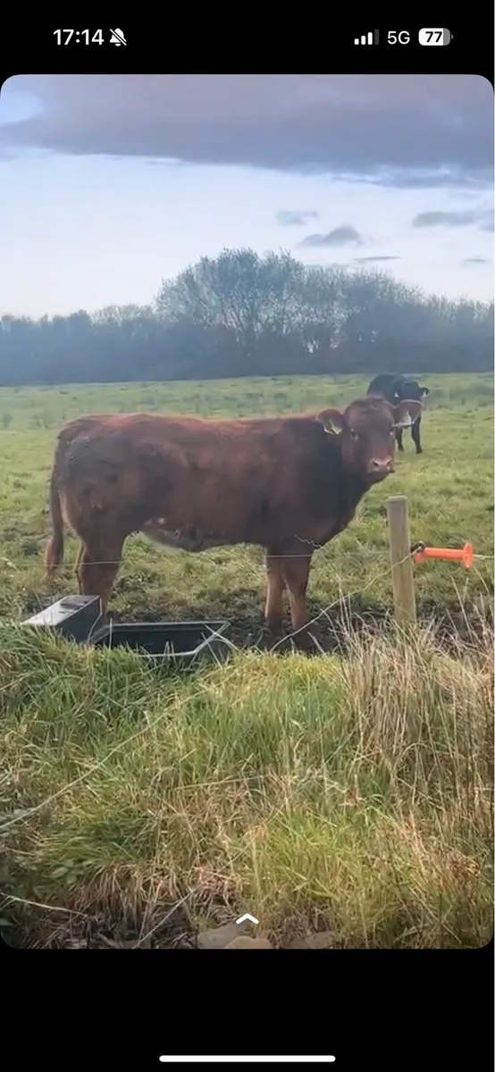 BBX Heifer - LOT 122N - Image 3