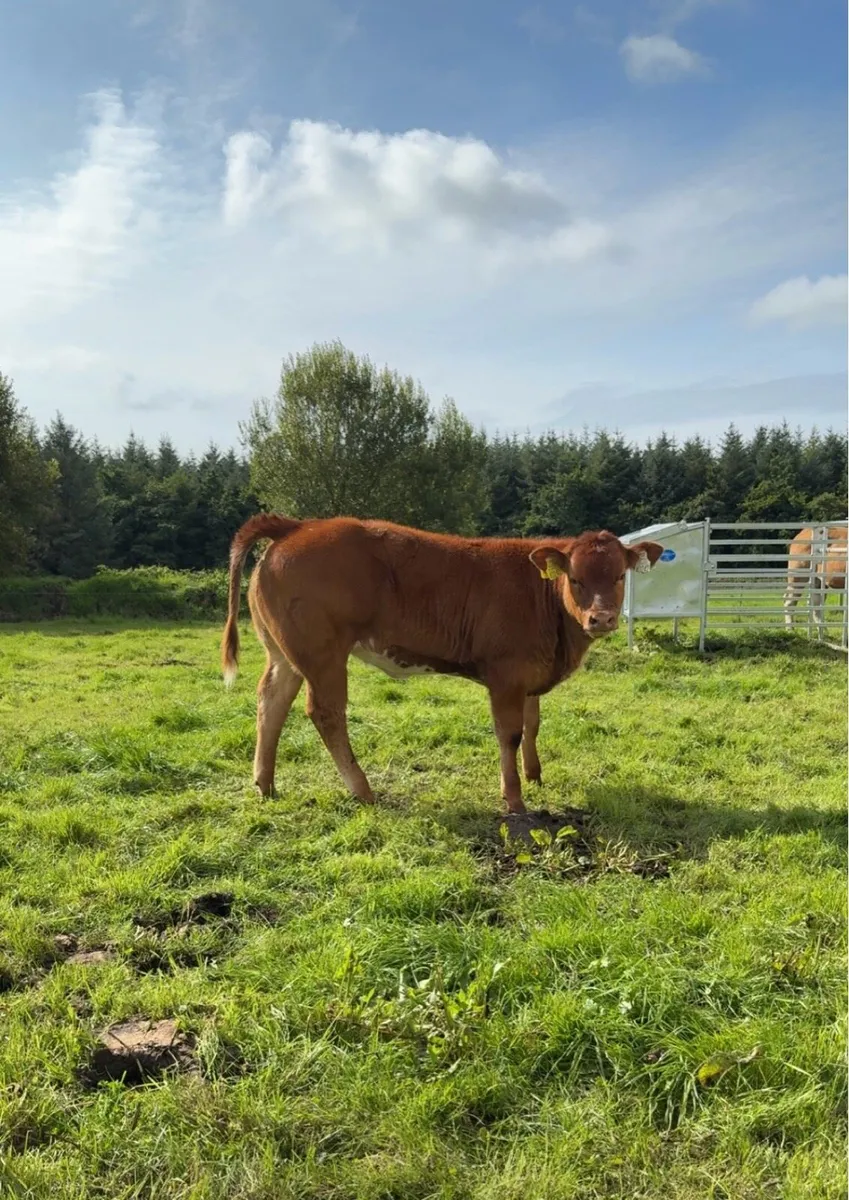 BBX Heifer - LOT 122N - Image 1