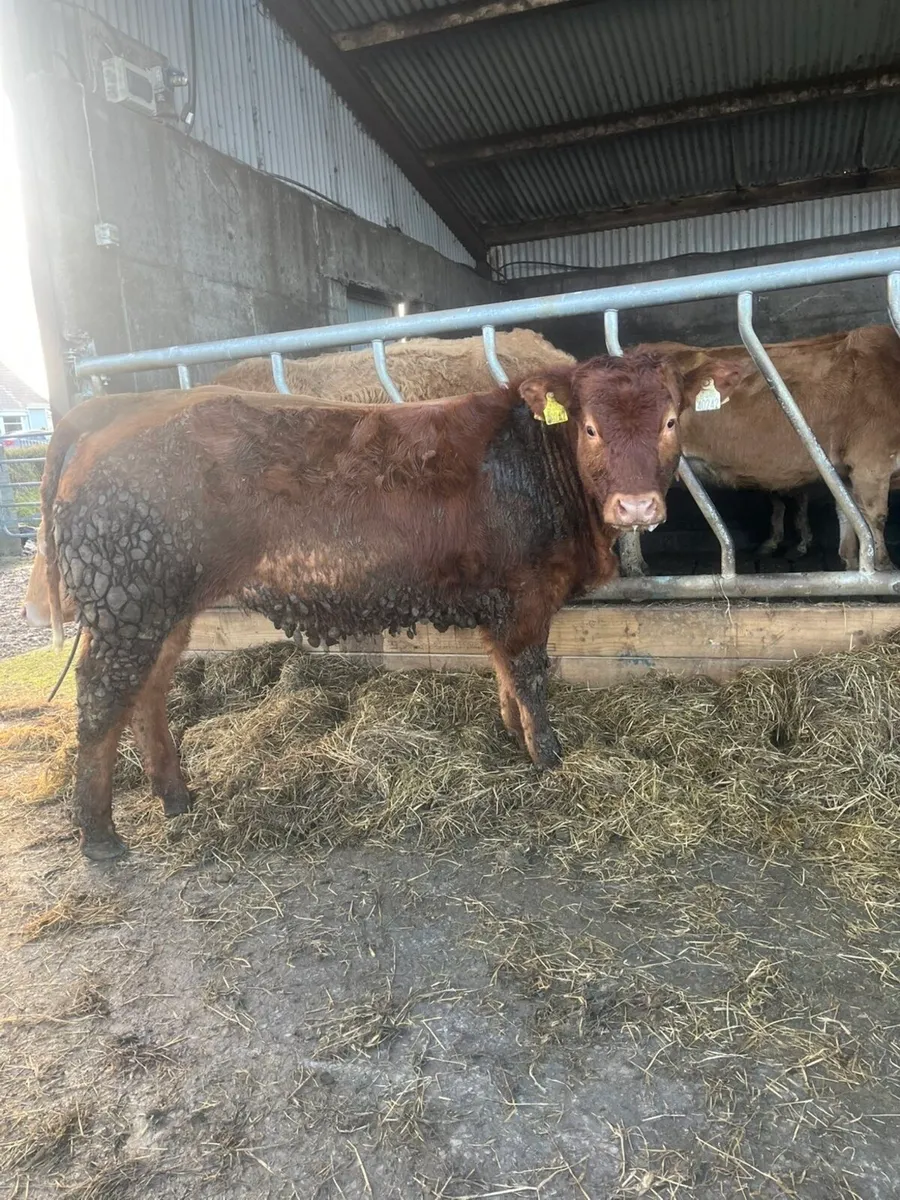 BBX Heifer - LOT 122N - Image 4