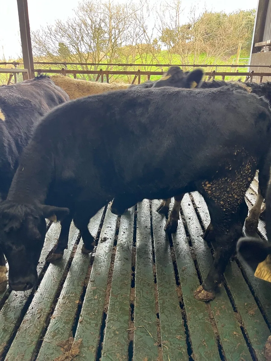 4 heifers on sale in Iveragh mart 3rd Feb - Image 4