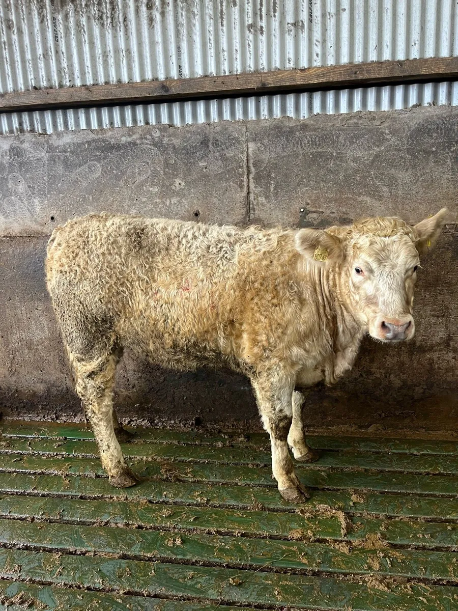 4 heifers on sale in Iveragh mart 3rd Feb - Image 1