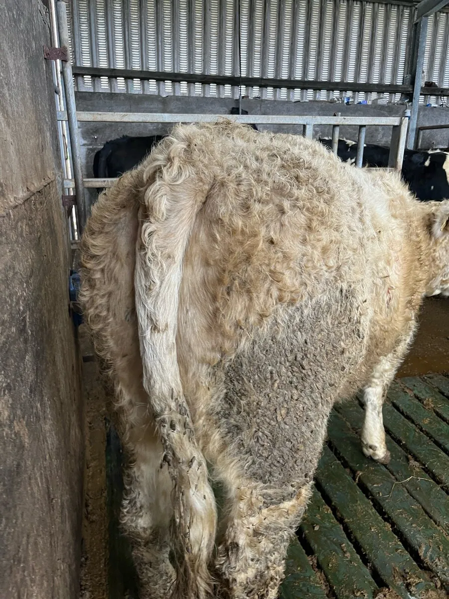 4 heifers on sale in Iveragh mart 3rd Feb - Image 2
