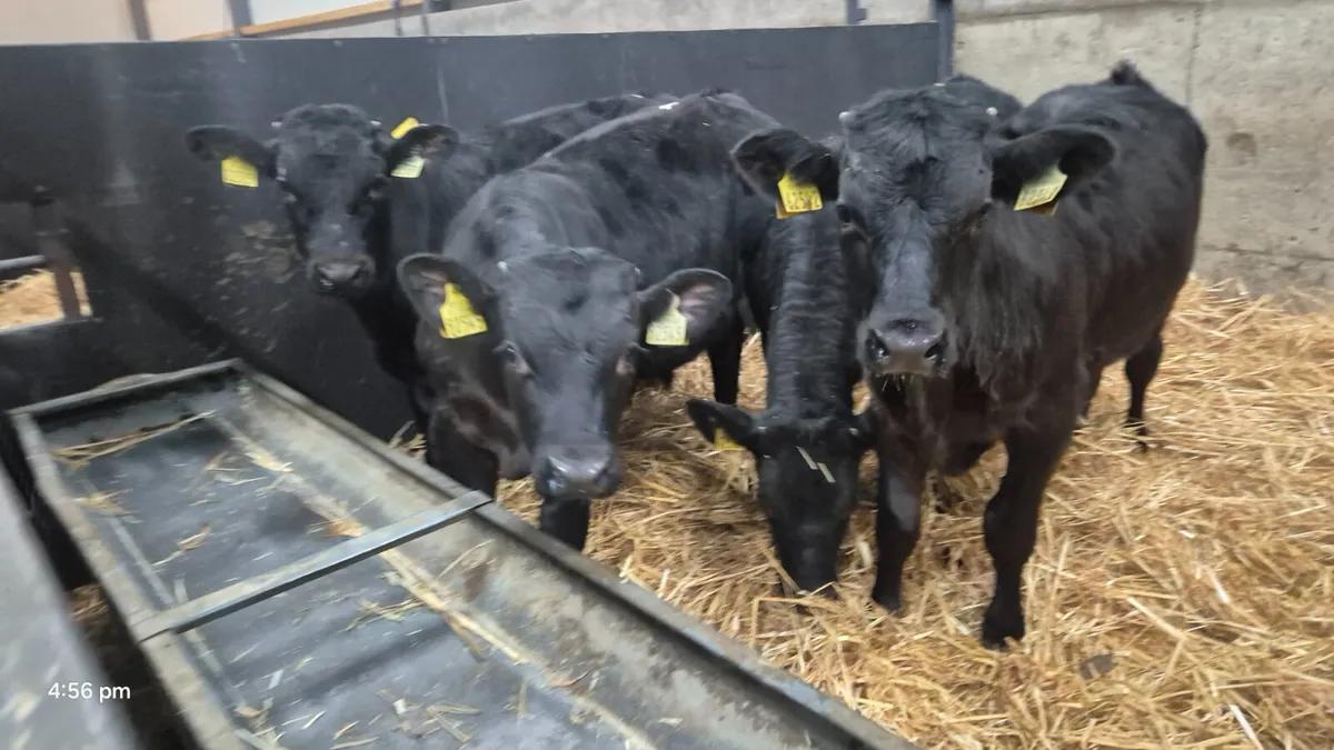 4 Super Black Limousine bull weanlings for sale - Image 4