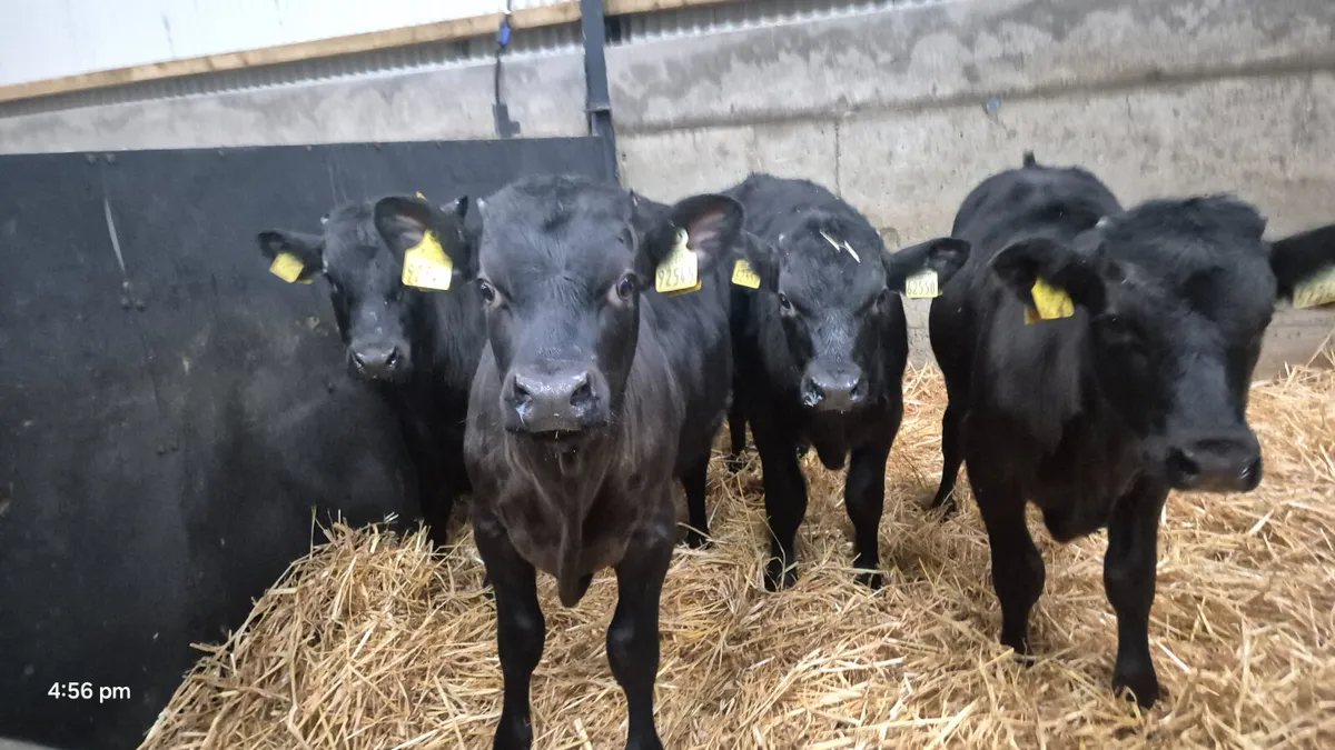 4 Super Black Limousine bull weanlings for sale - Image 3