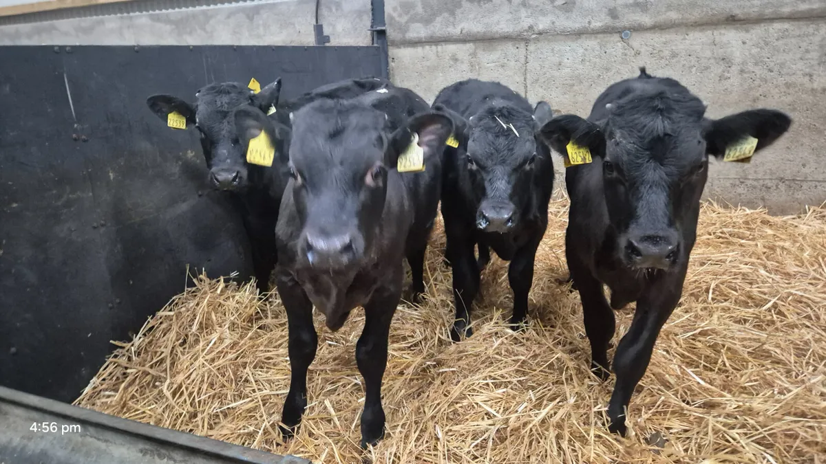 4 Super Black Limousine bull weanlings for sale - Image 1