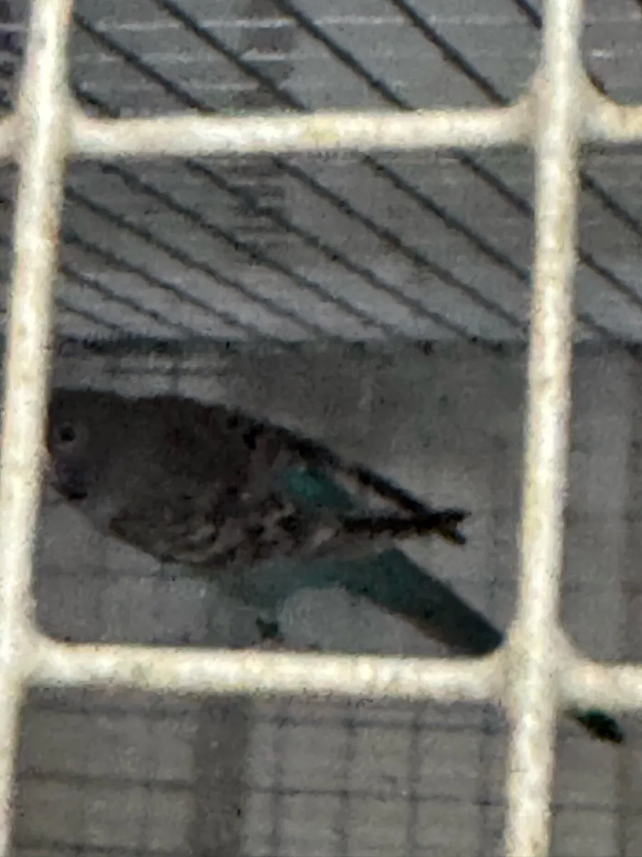 Budgies mutation - Image 1