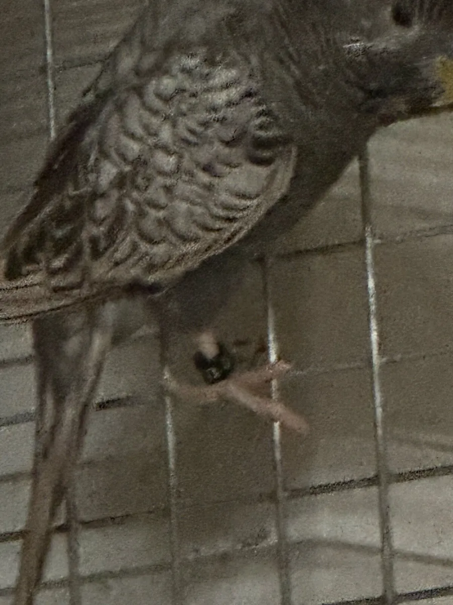 Budgies mutation - Image 2