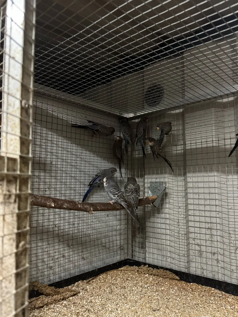 Budgies mutation - Image 3