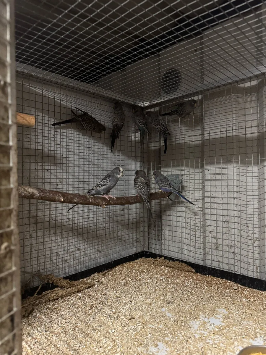 Budgies mutation - Image 4