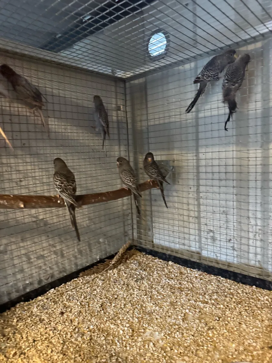Budgies mutation - Image 3