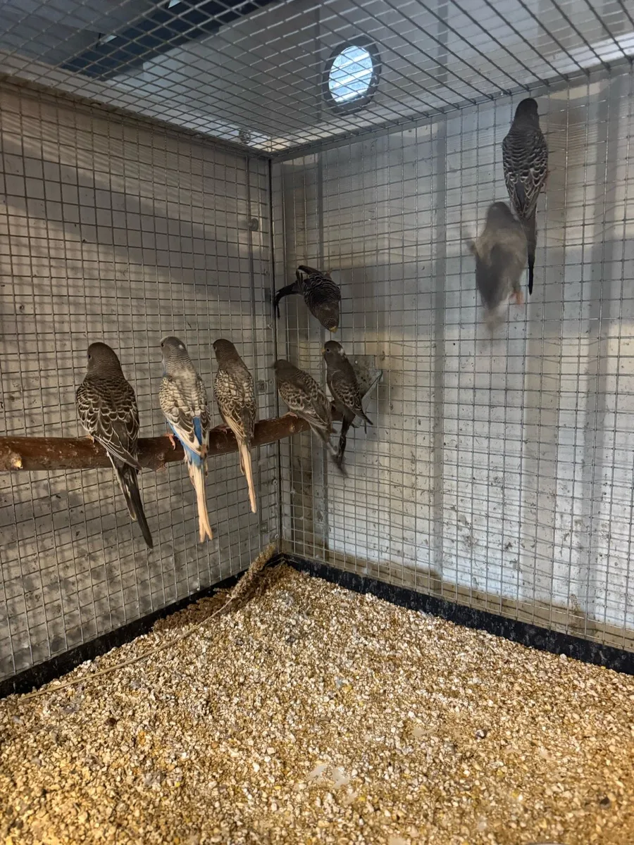Budgies mutation - Image 4