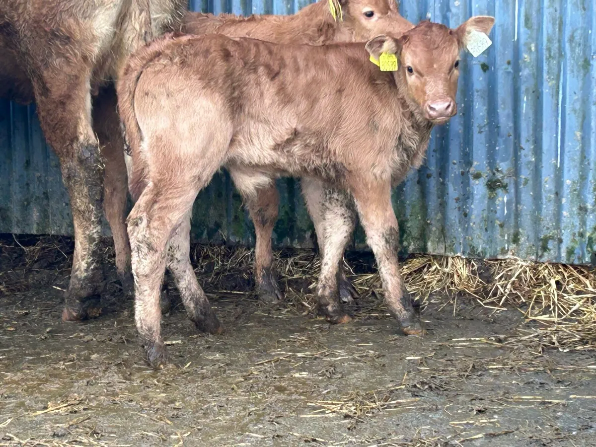 2 first calved heifers - Image 3