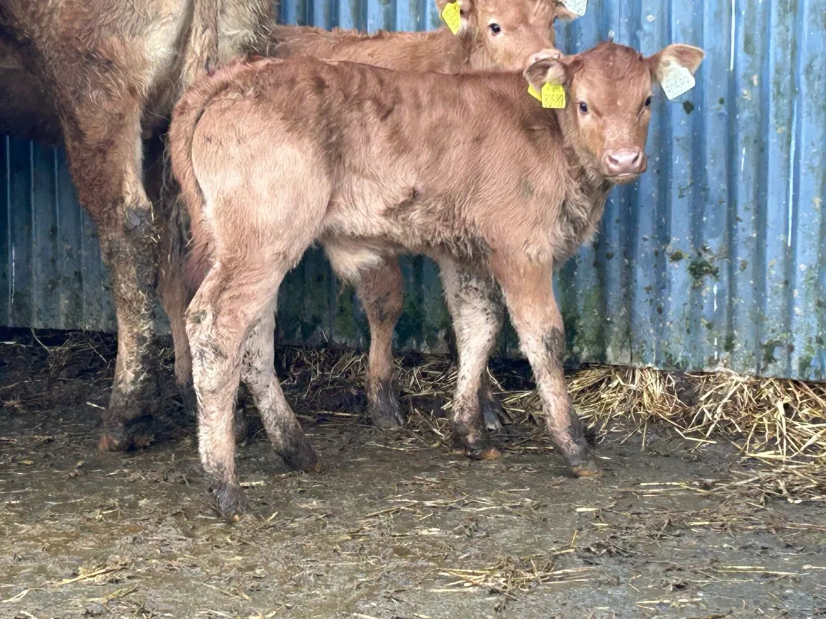2 first calved heifers - Image 4