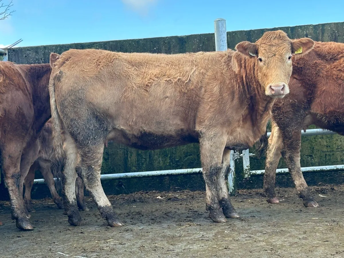 2 first calved heifers - Image 2
