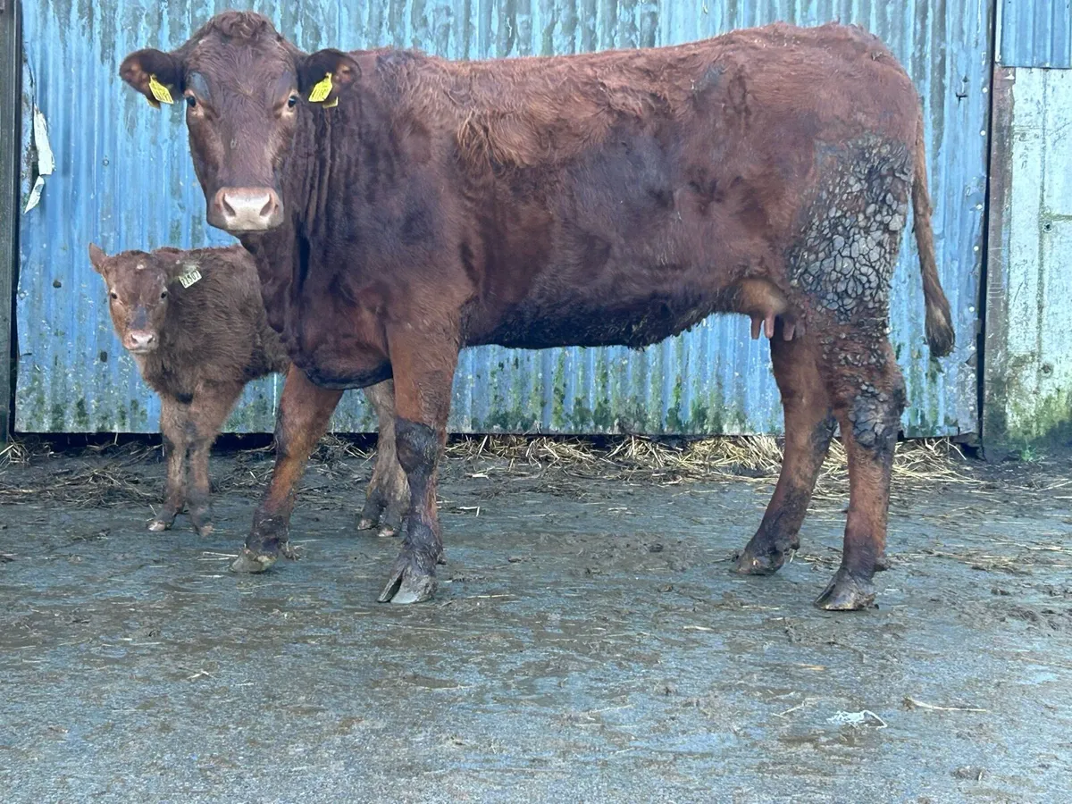 2 first calved heifers - Image 1