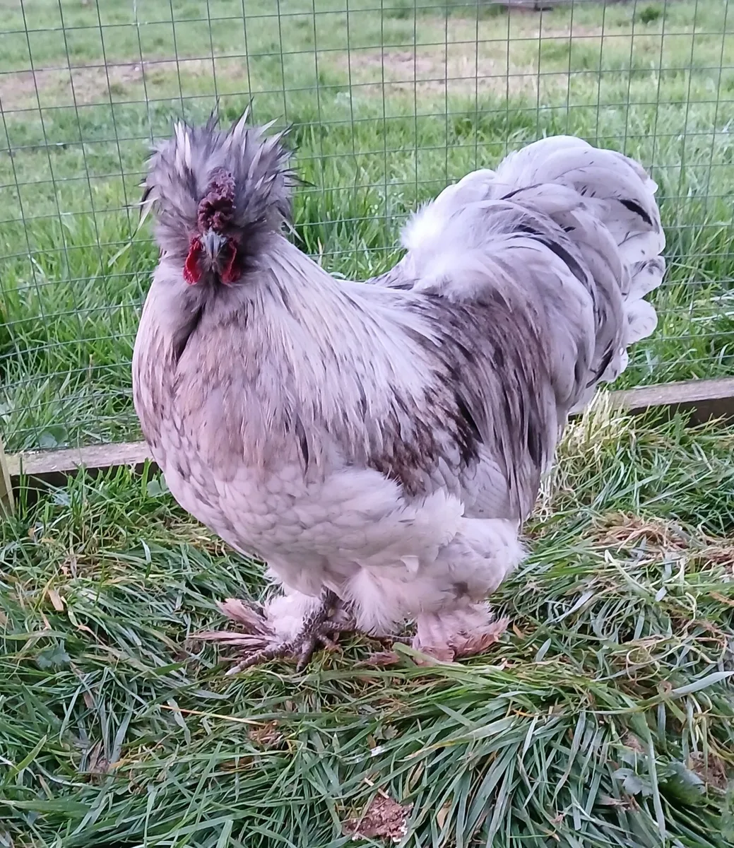 Roosters for sale - Image 1