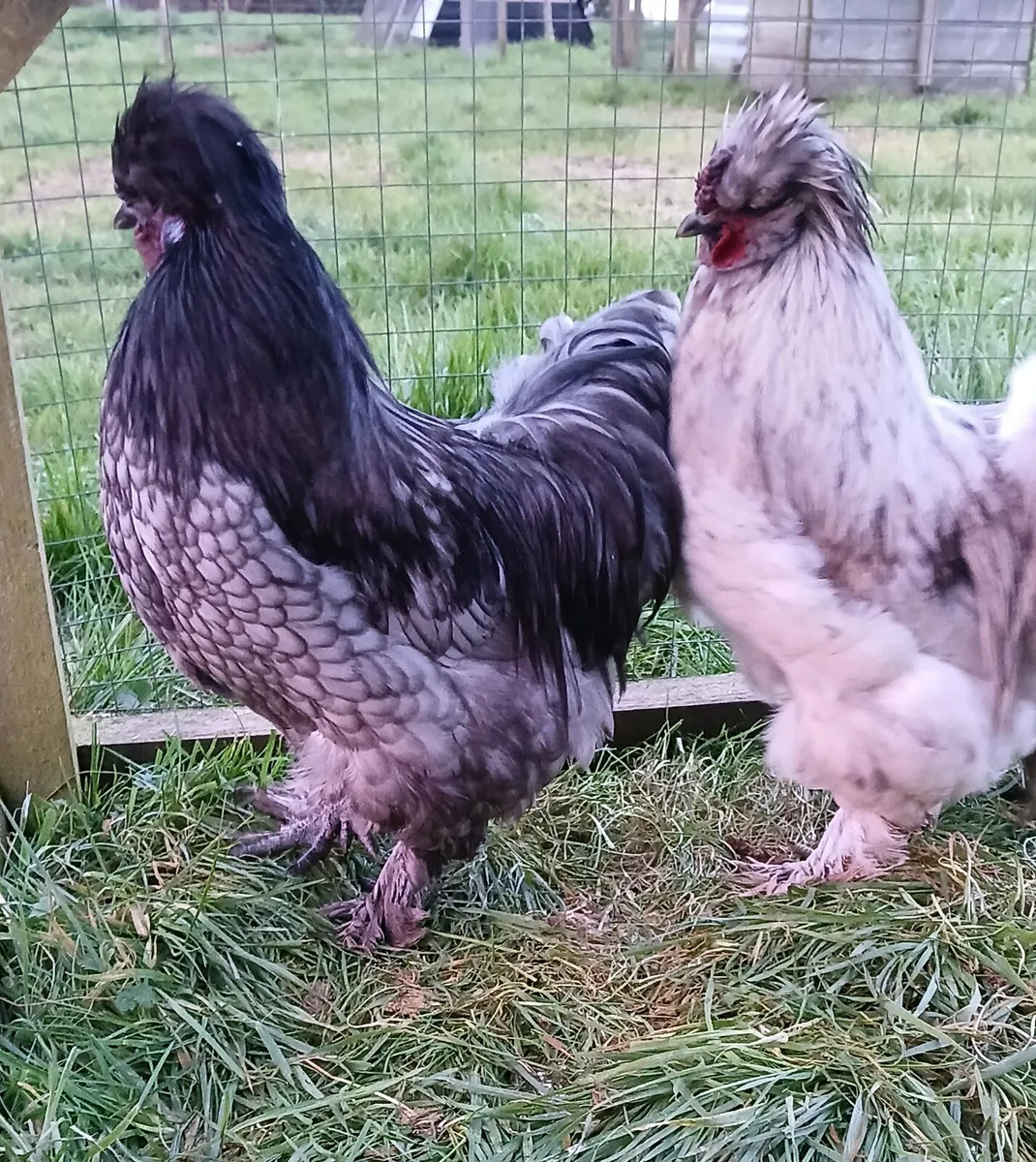 Roosters for sale - Image 2