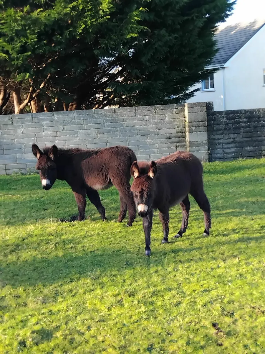 Donkeys - Image 1