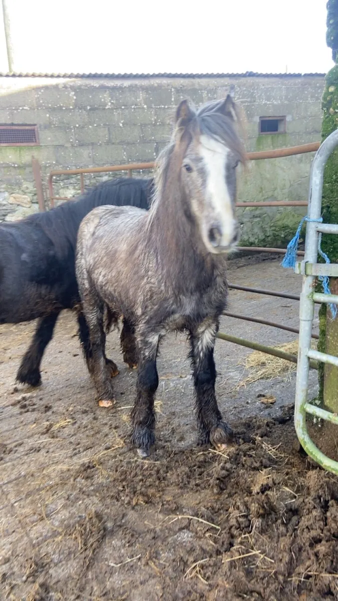 3 year old colts - Image 3