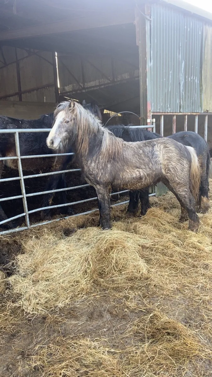 3 year old colts - Image 4