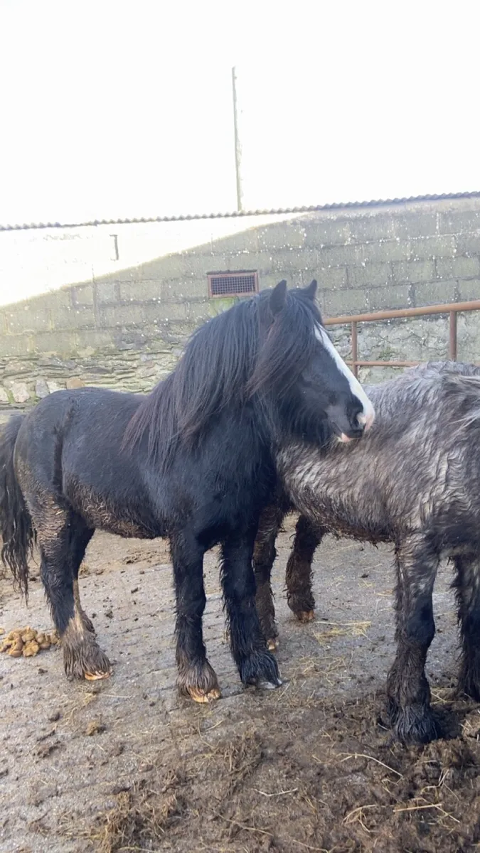 3 year old colts - Image 2